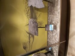 Museo Civico Milano (12)